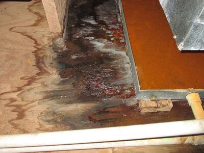 About Los Angeles Mold Cleanup Pros - mold cleanup experts in Los Angeles
